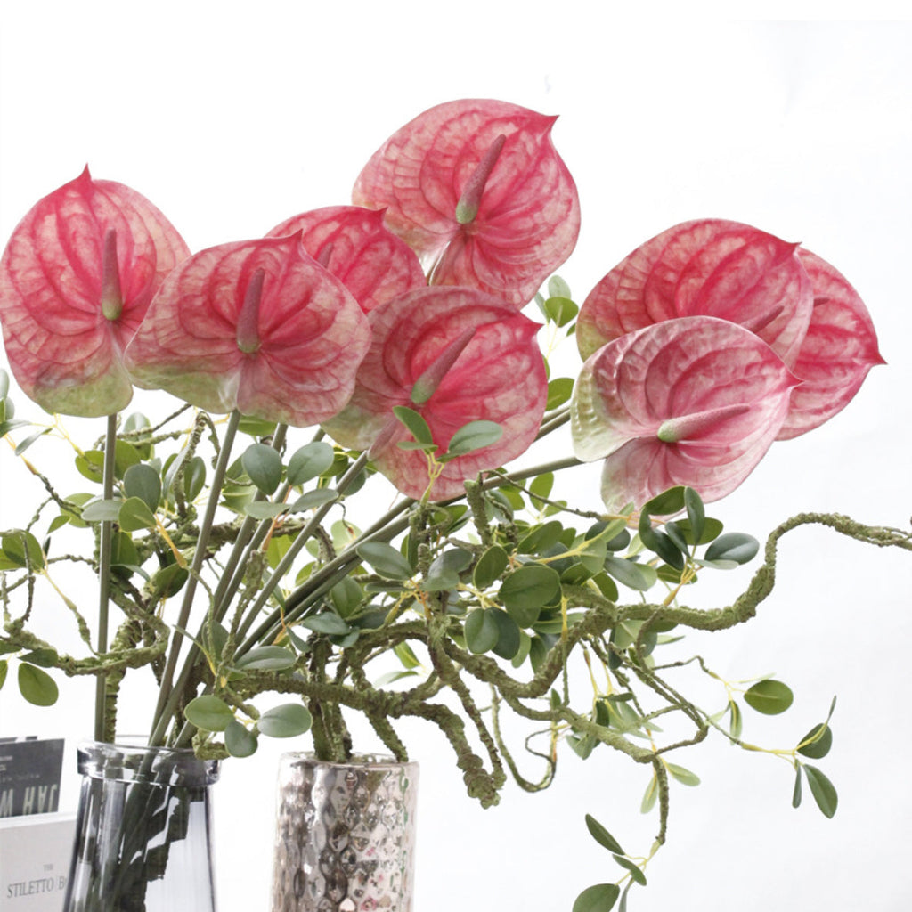 Anthurium Nestasia