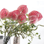 Anthurium Nestasia
