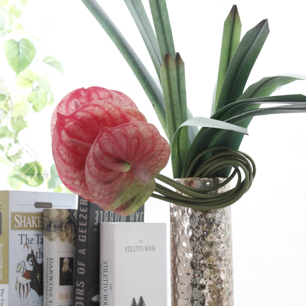 Anthurium Nestasia