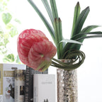 Anthurium Nestasia