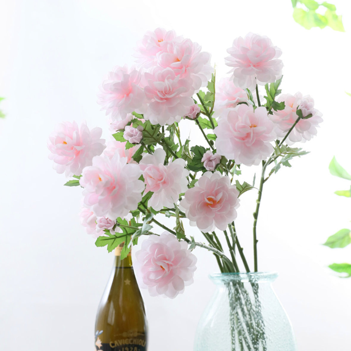 Snow Lotus Nestasia