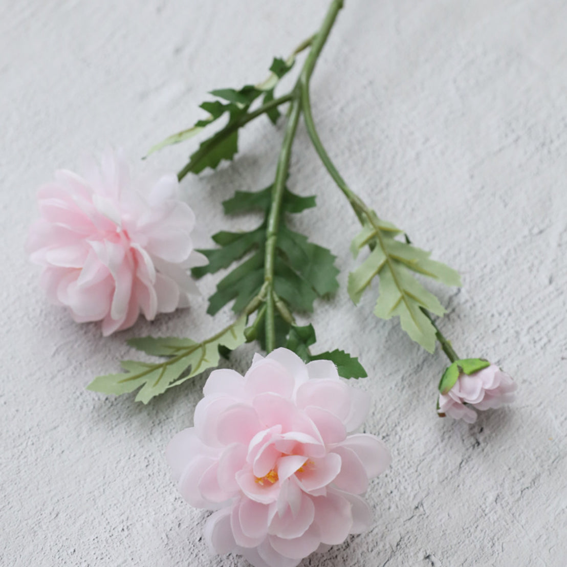 Snow Lotus Nestasia