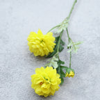 Snow Lotus Nestasia