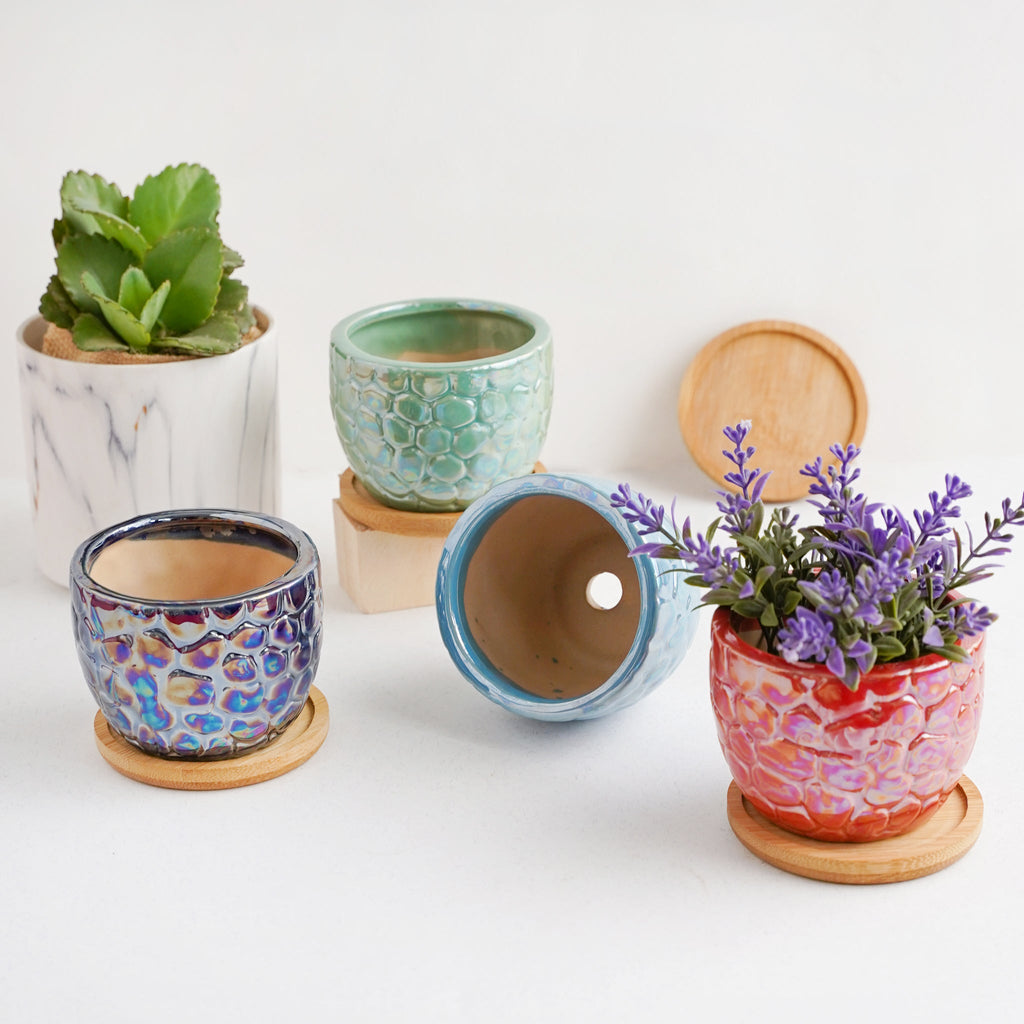 Succulent Pots Nestasia