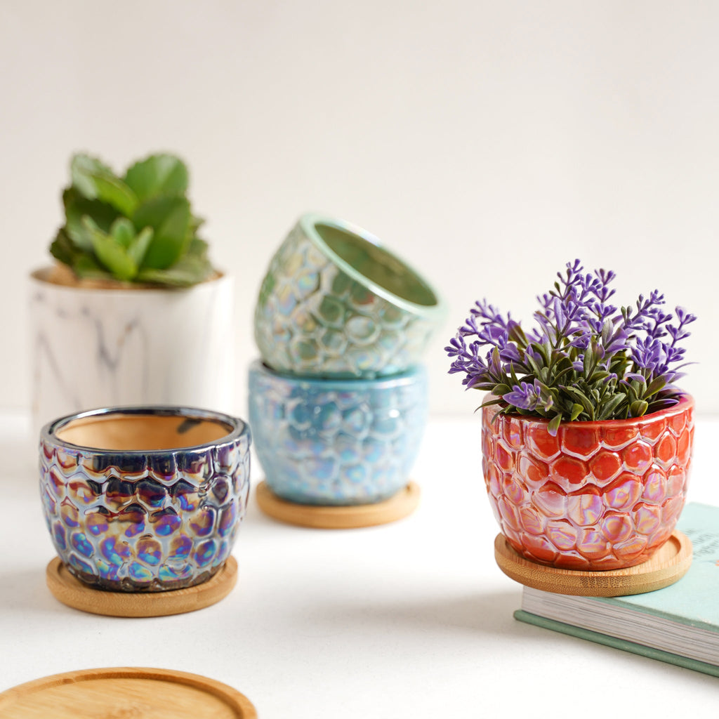 Succulent Pots Nestasia