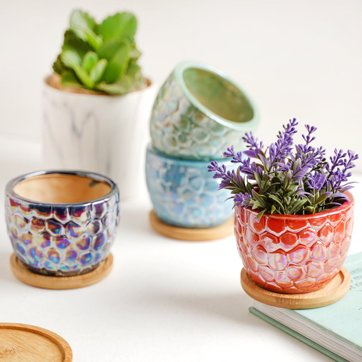 Succulent Pots Nestasia