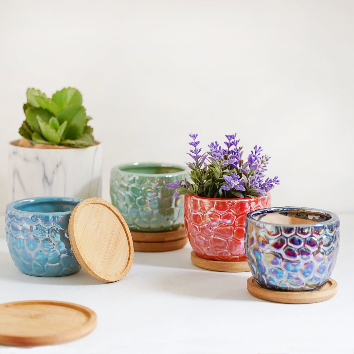 Succulent Pots Nestasia