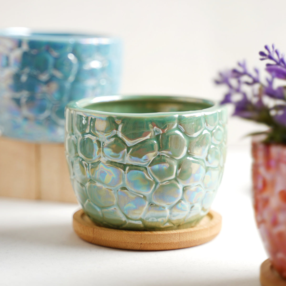 Succulent Pots Nestasia