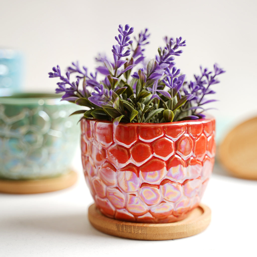 Succulent Pots Nestasia