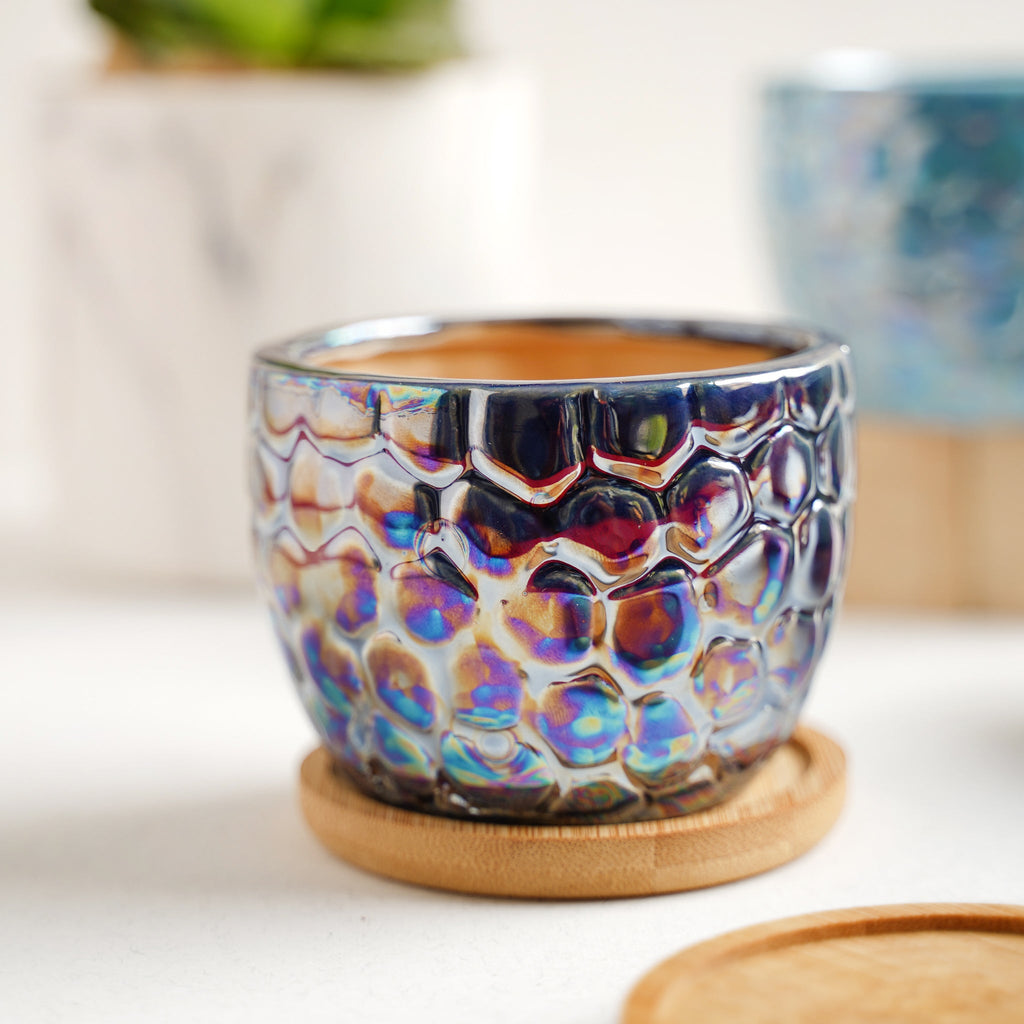 Succulent Pots Nestasia