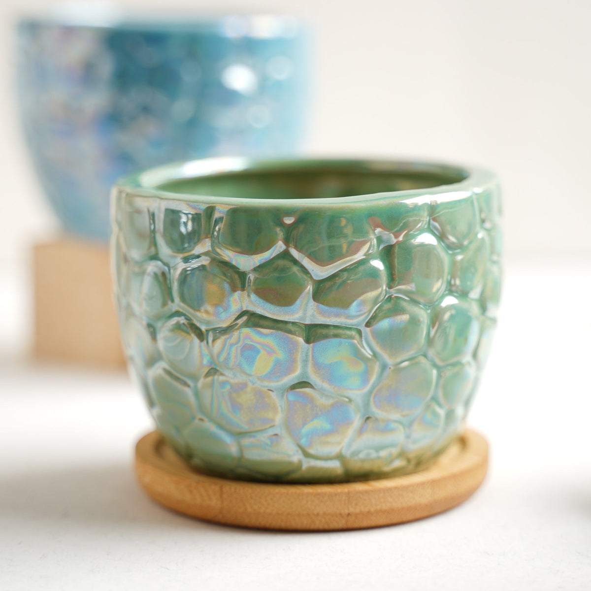 Succulent Pots Nestasia