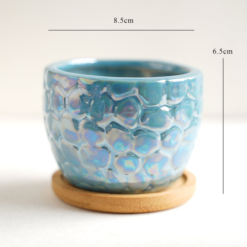 Succulent Pots Nestasia