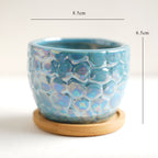 Succulent Pots Nestasia