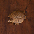Brass Tortoise Figuruine Vastu/Feng Shui (0.5 Inch) Vedansh Craft