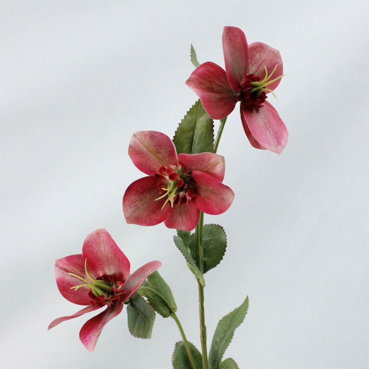 Wild Rose Nestasia