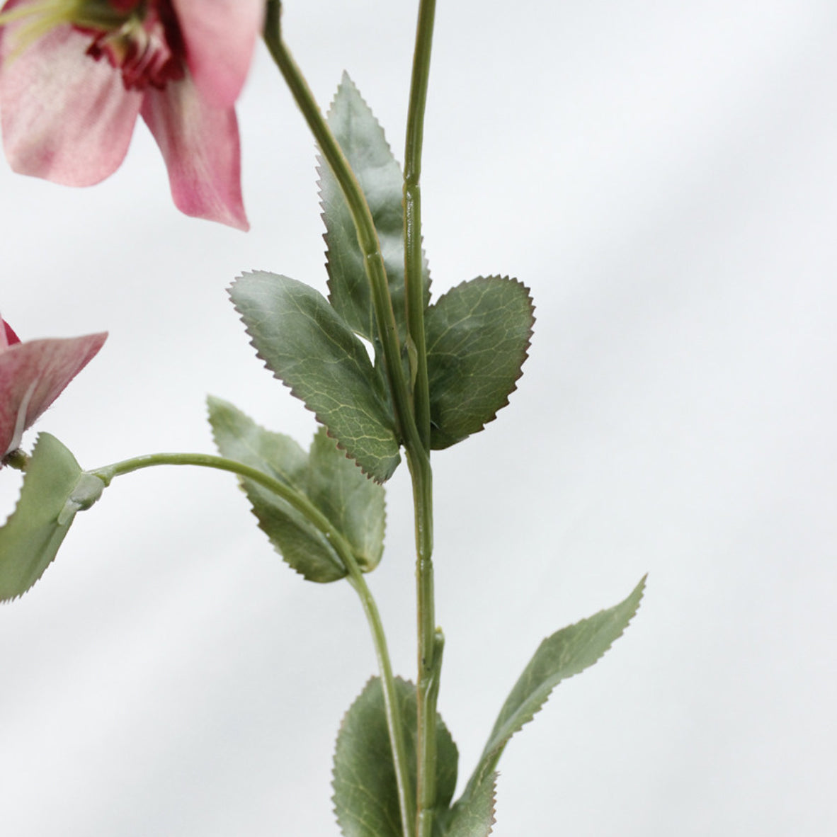 Wild Rose Nestasia