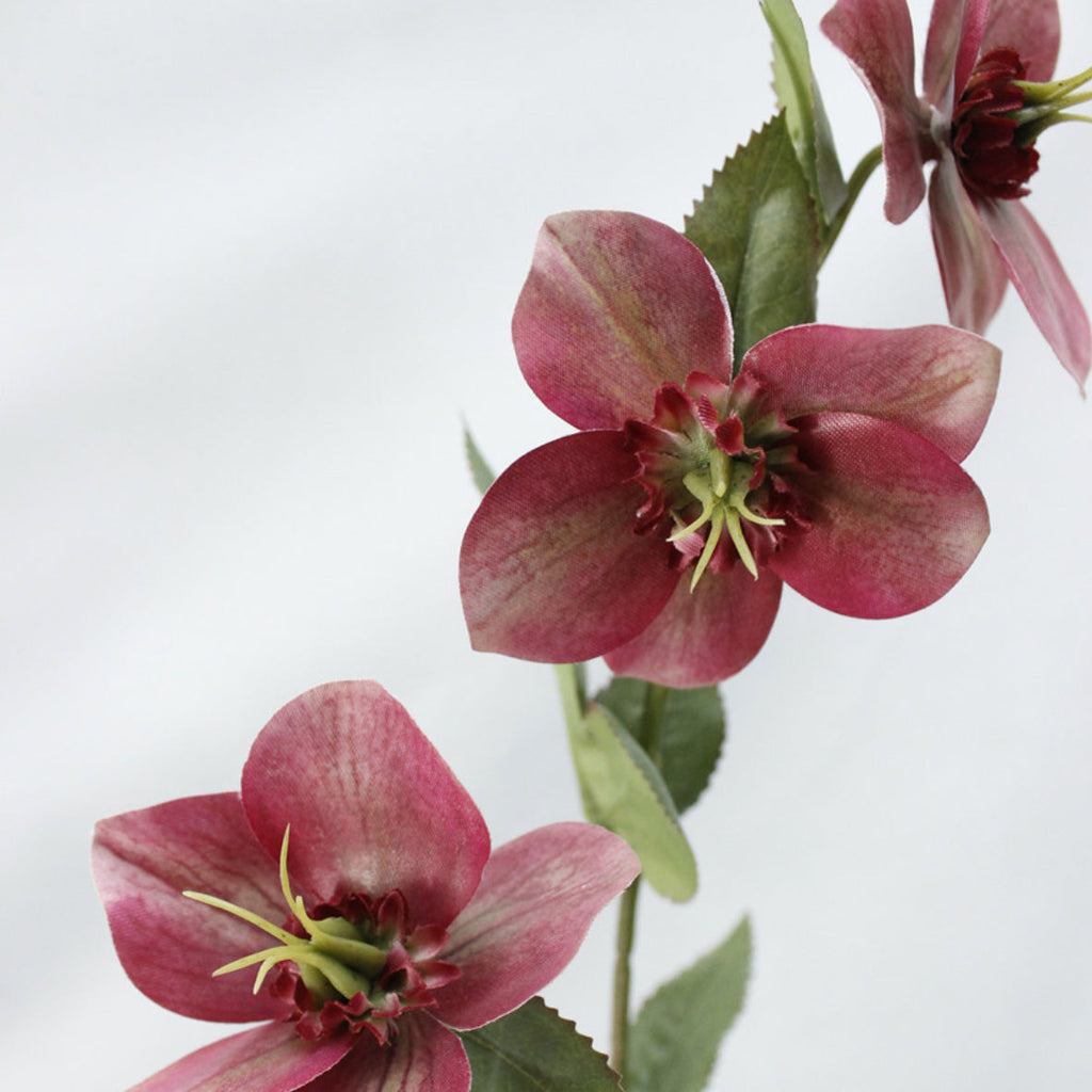 Wild Rose Nestasia