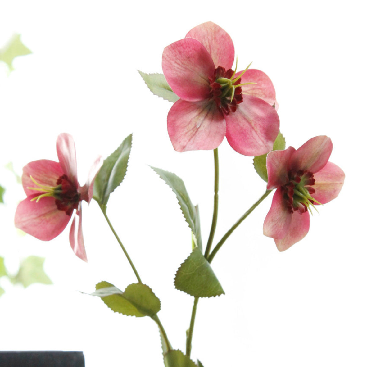 Wild Rose Nestasia