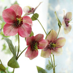 Wild Rose Nestasia