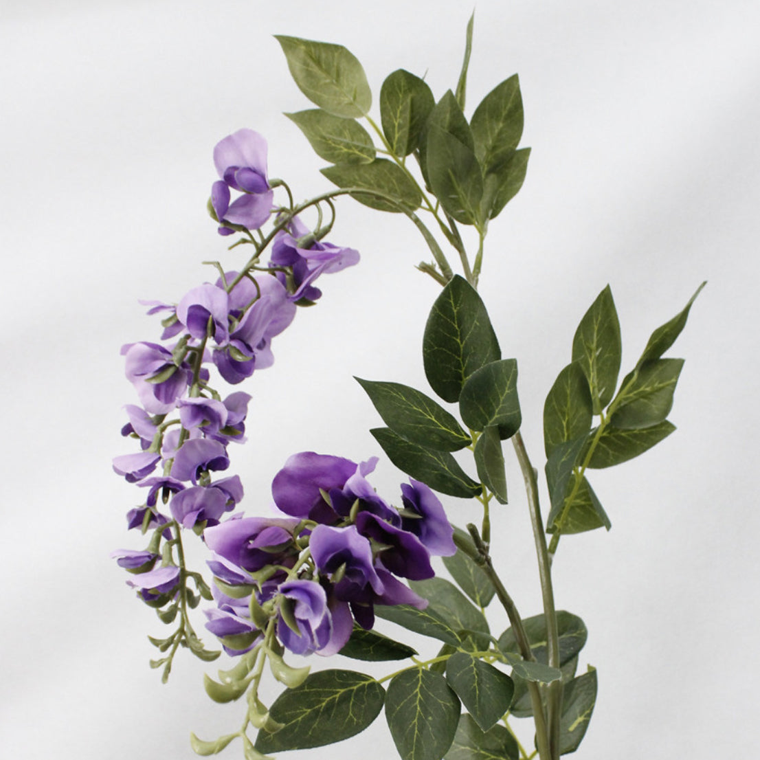 Wisteria Flower Nestasia