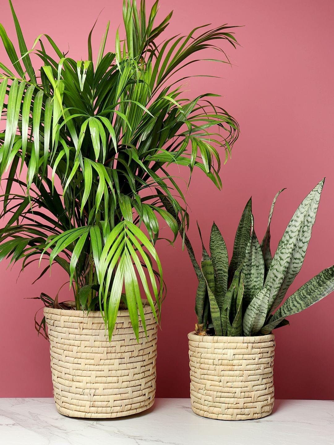 Multipurpose Seagrass Basket for Plants, Toys, and More
