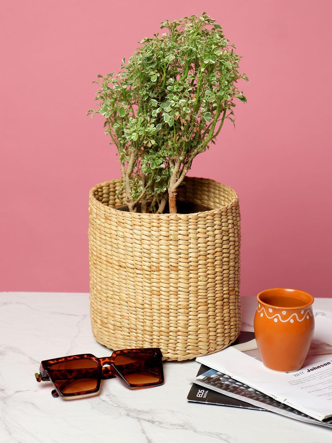 Set of 2 Textured Jute Basket for Plants & Everyday Clutter