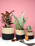 All-Purpose Set of 3 Jute Basket for Storage & Plant Styling
