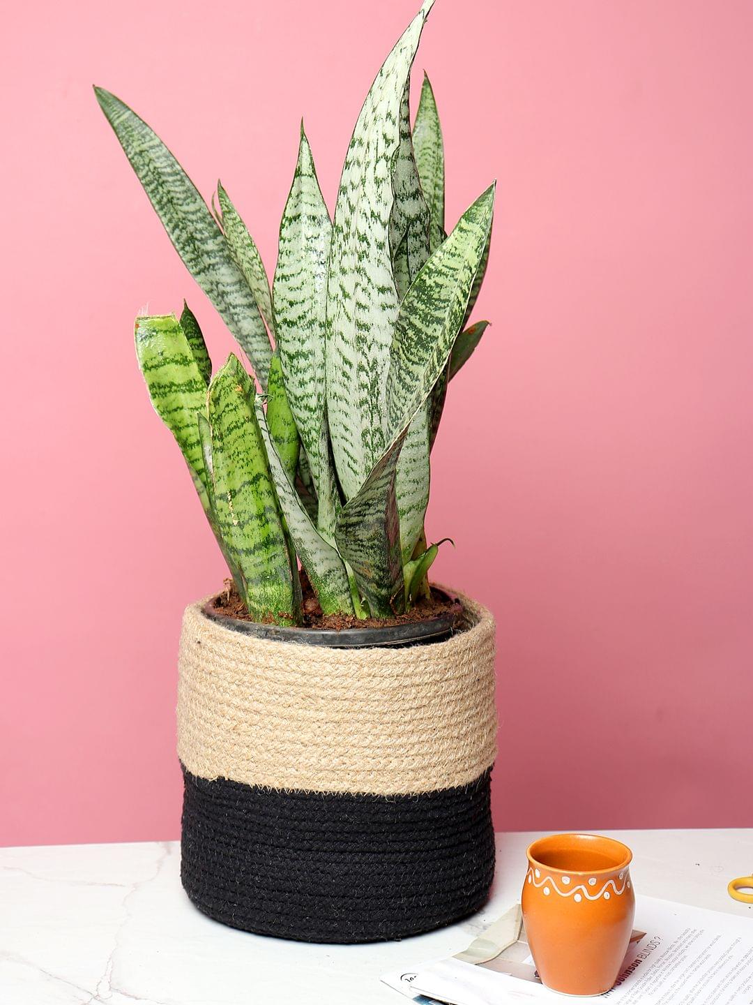 Set of 2 Neutral Jute Basket for Plants and Organizing Needs