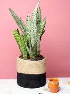 All-Purpose Set of 3 Jute Basket for Storage & Plant Styling