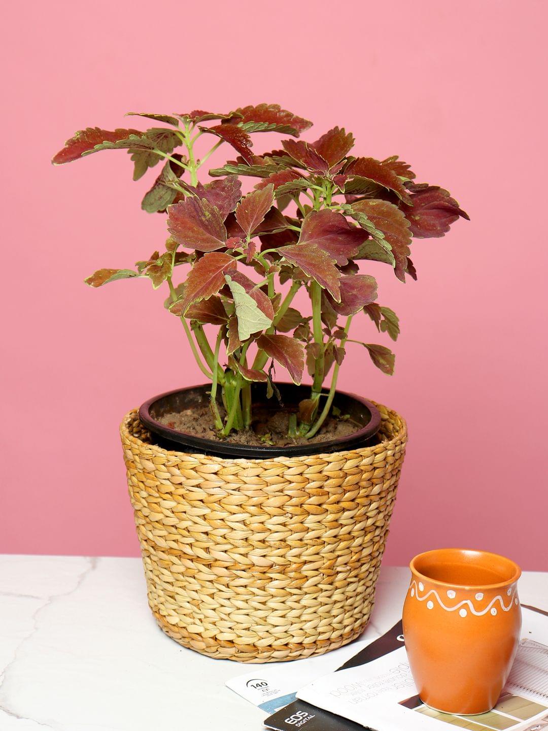 Woven Dry Grass Basket – Ideal for Plants or Accessories