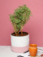 Set of 3 Dual-Use Cotton Basket for Home Decor & Storage