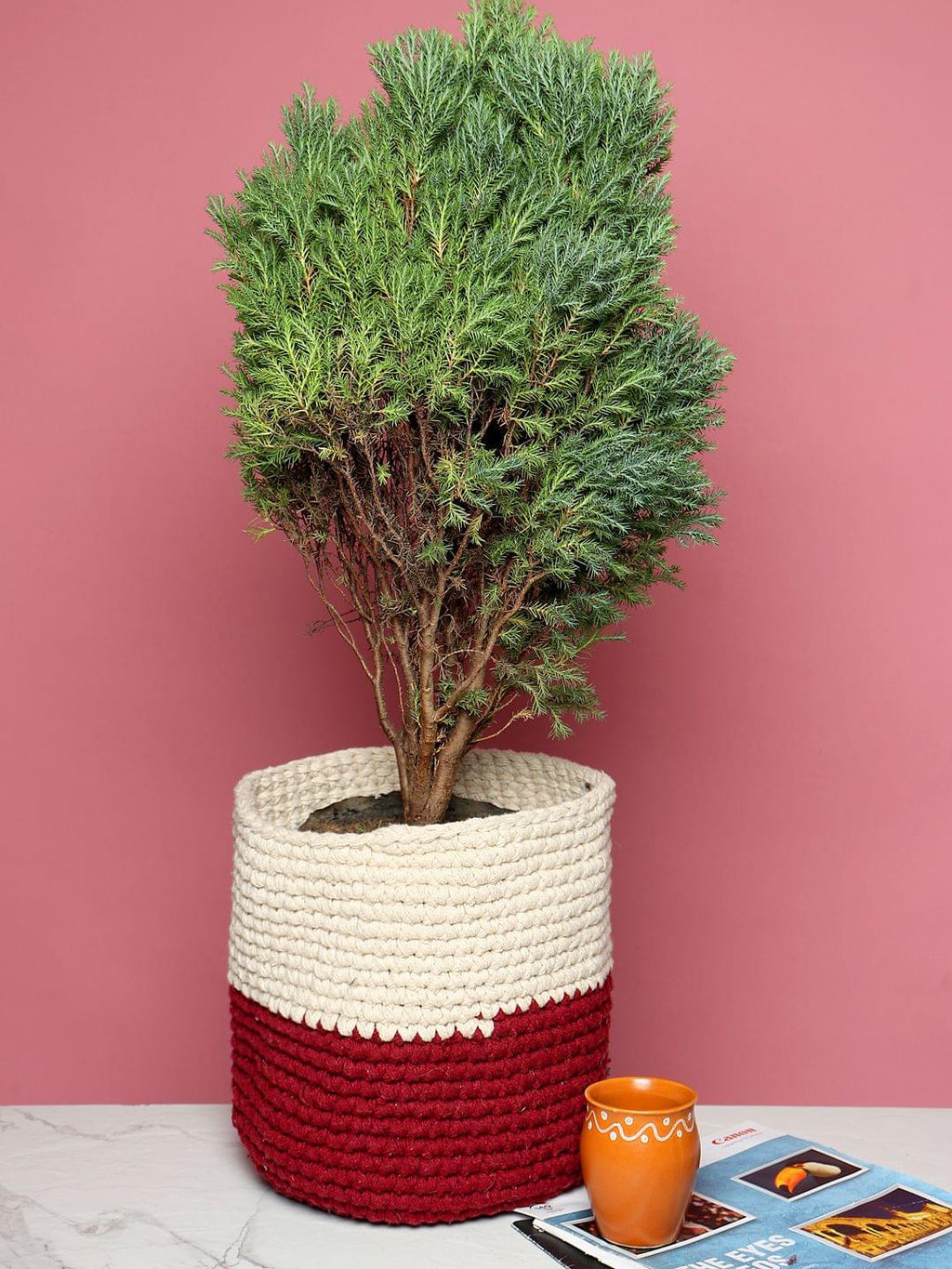 Set of 2 Basket Woven Cotton for Indoor Plants & Everyday Storage