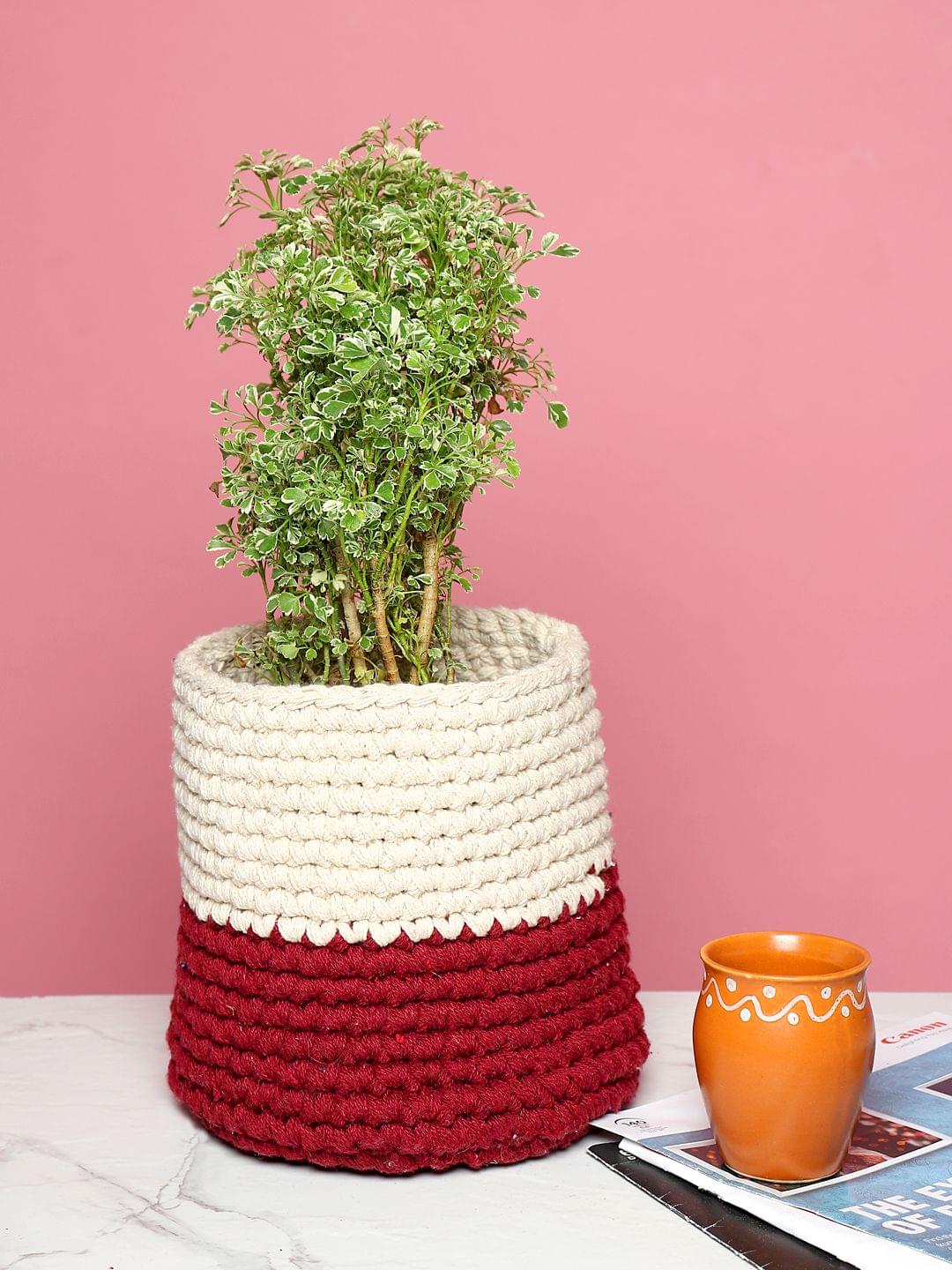 Set of 2 Basket Woven Cotton for Indoor Plants & Everyday Storage