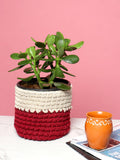 Set of 2 Basket Woven Cotton for Indoor Plants & Everyday Storage