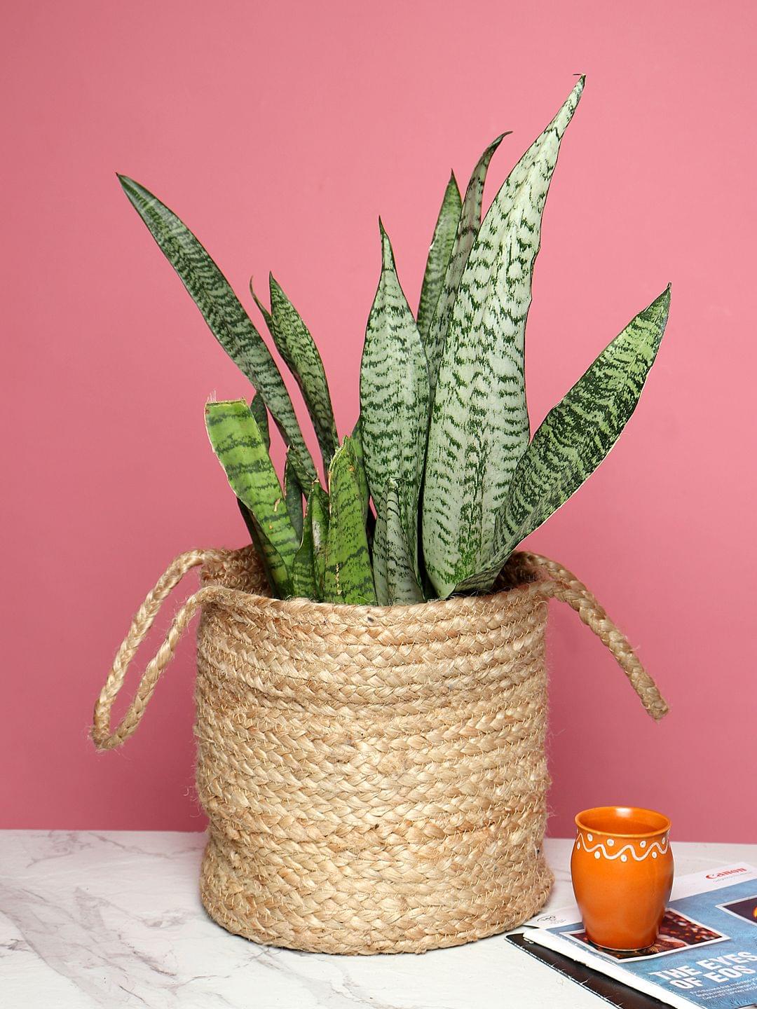 Set of 2 Natural Fiber Basket for Storage or Indoor Greenery