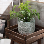 Lush Green Pot Small Nestasia