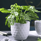 3D Hexagonal Pot Nestasia