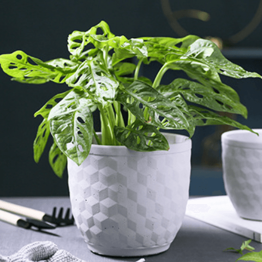 3D Hexagonal Pot Nestasia